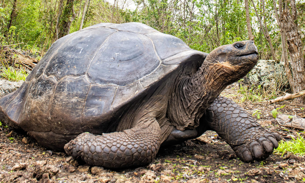 Giant Tortoise Species WWF