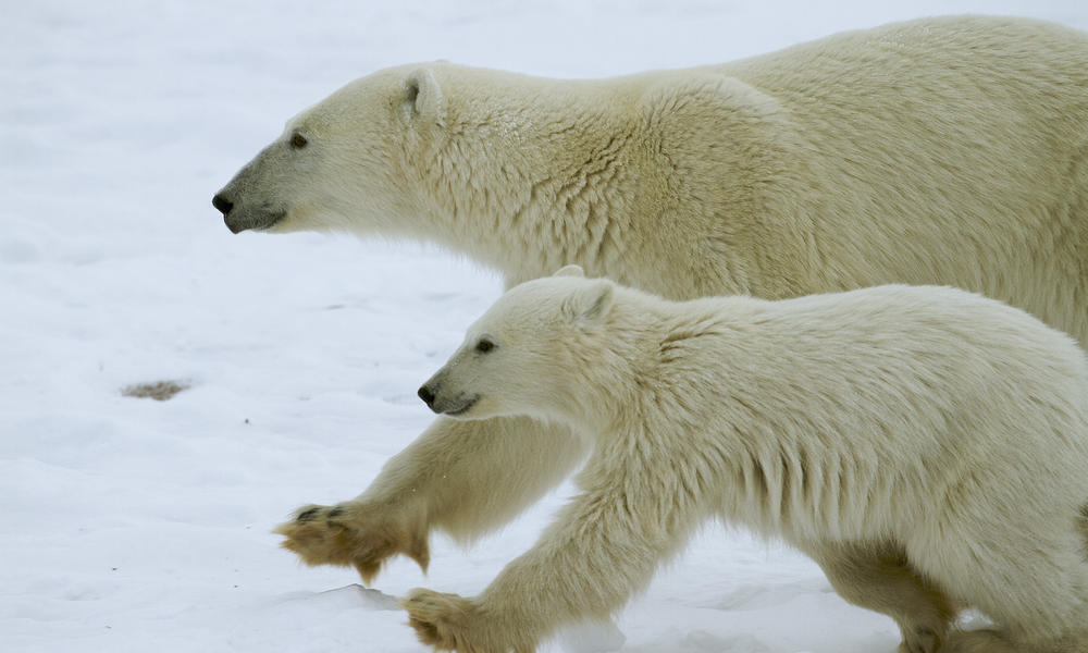 Polar Bear Mother and Cub