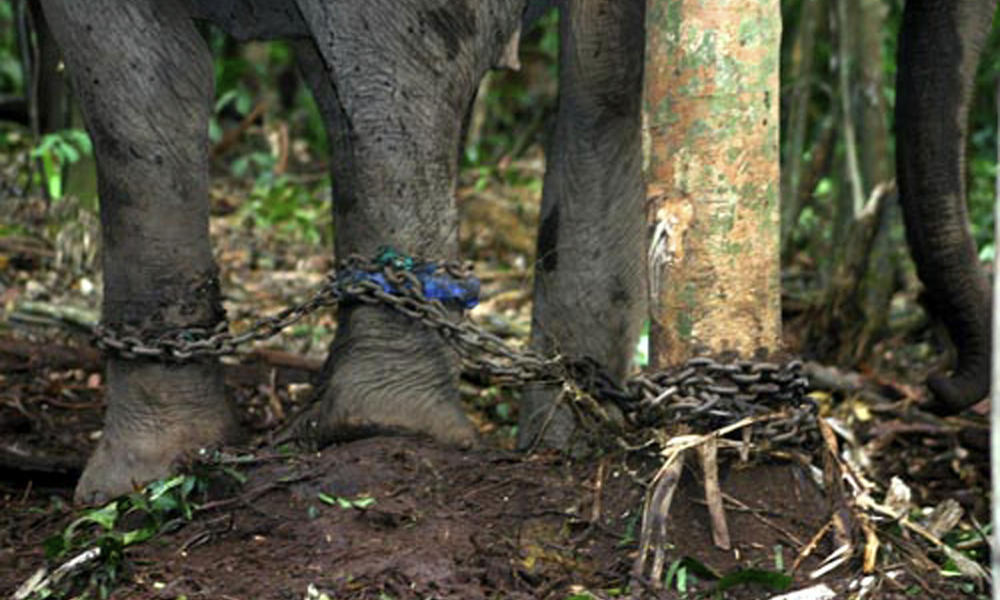 Sumatran Elephant