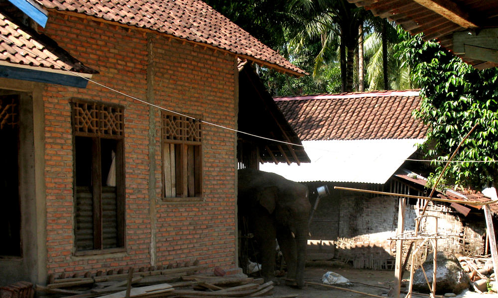 Indian Elephants Symbolism
