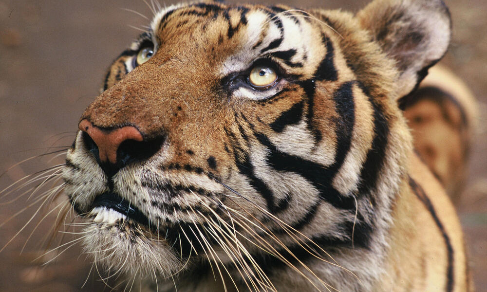 Ensuring A Future For Tigers Blog Posts Wwf