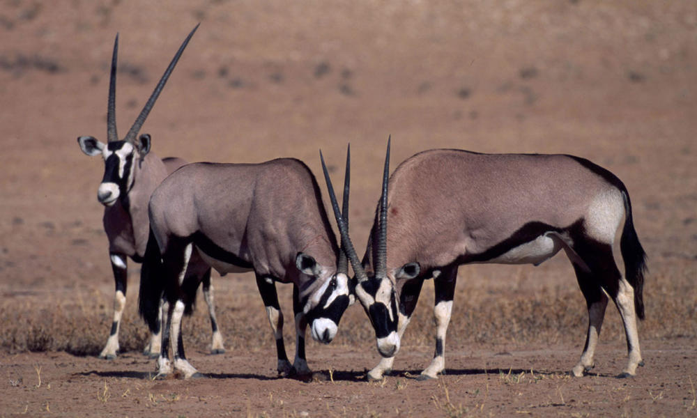 ?Botswana-Kalahari