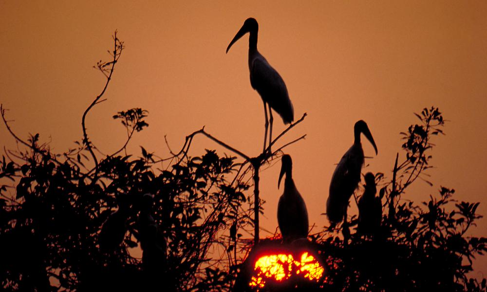 Jabiru