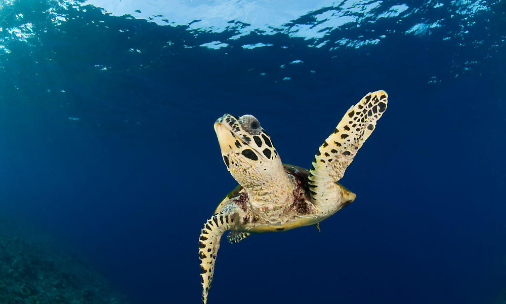 Hawksbill turtle (Eretmochelys imbricata), New Britain, Papua New Guinea.