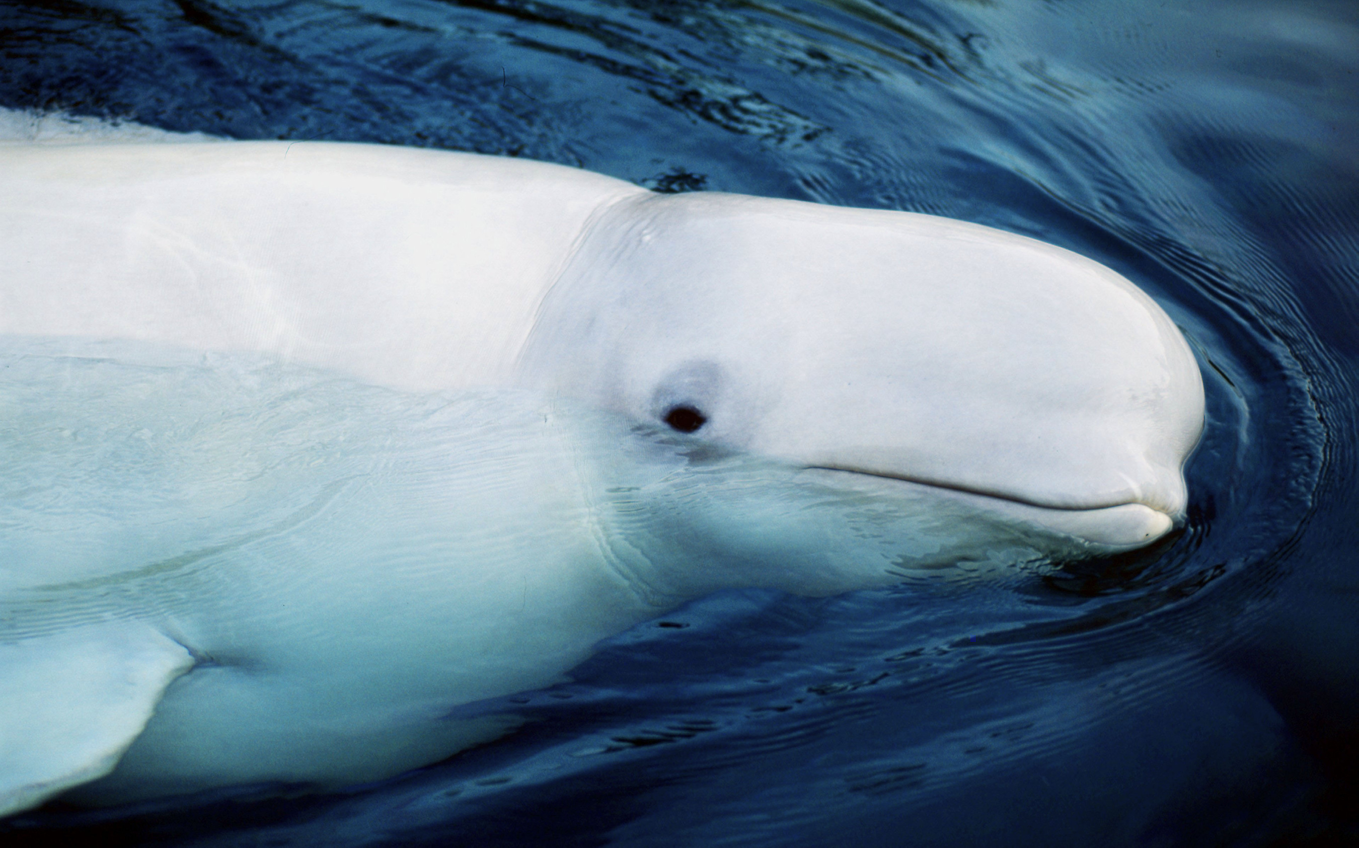 Beluga | Whales |Species | WWF