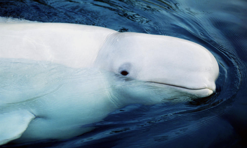 Beluga Whale Song