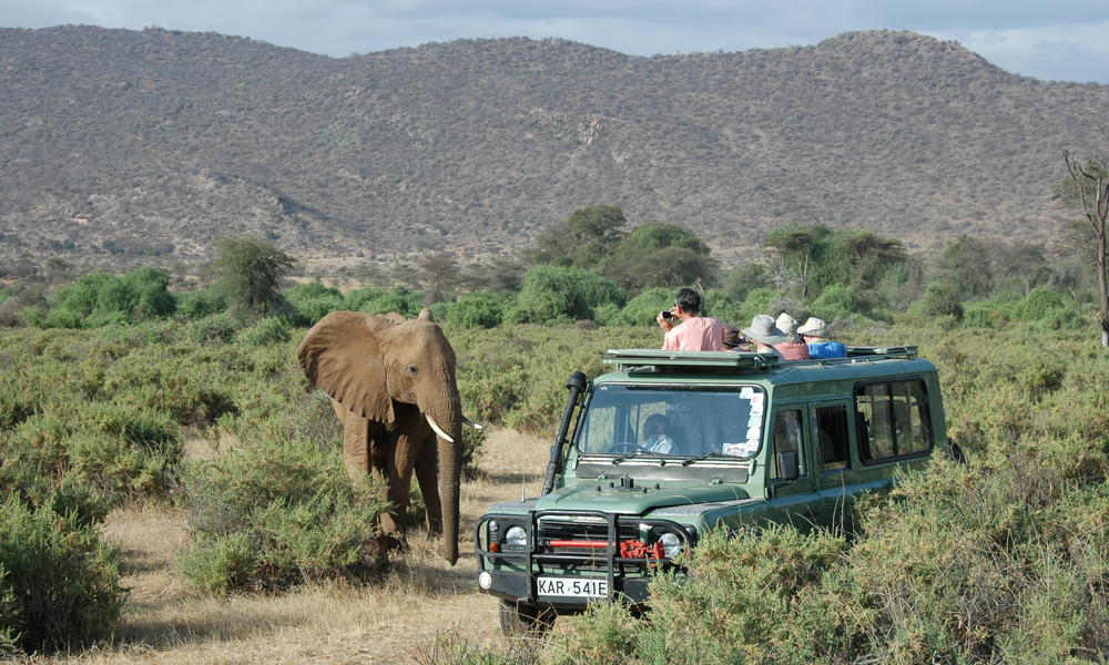 Elephant