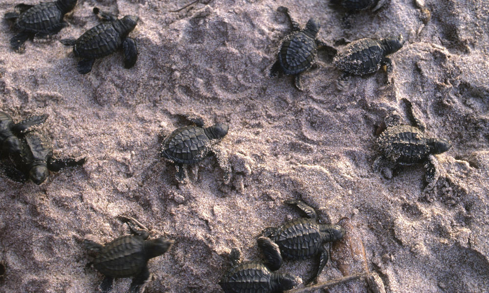 Sea Turtle