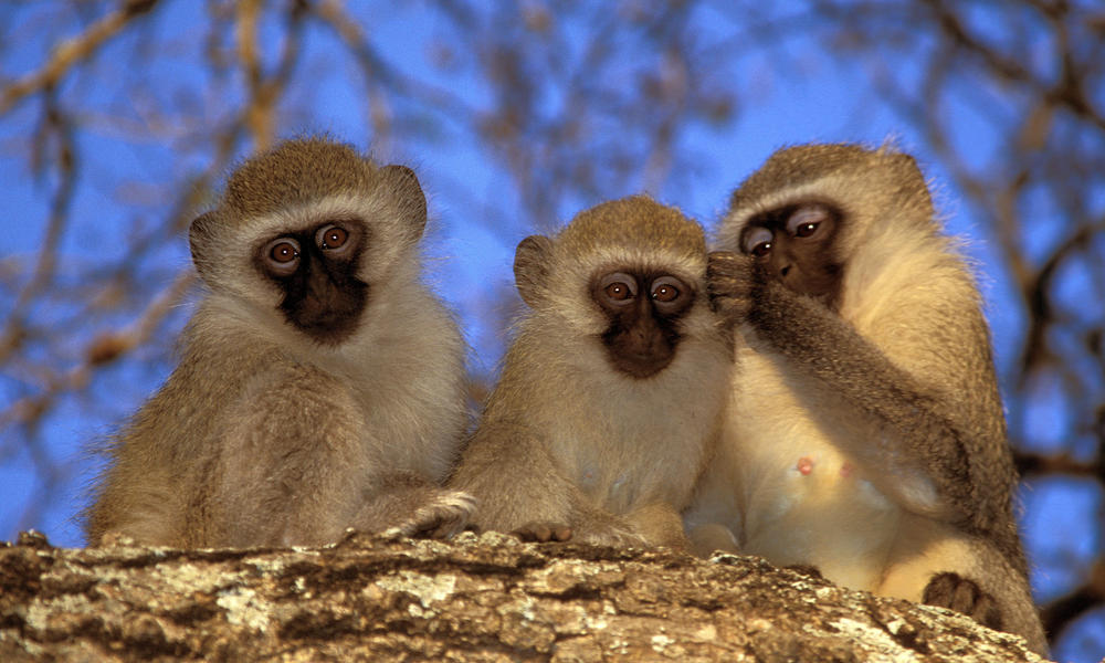 Vervet