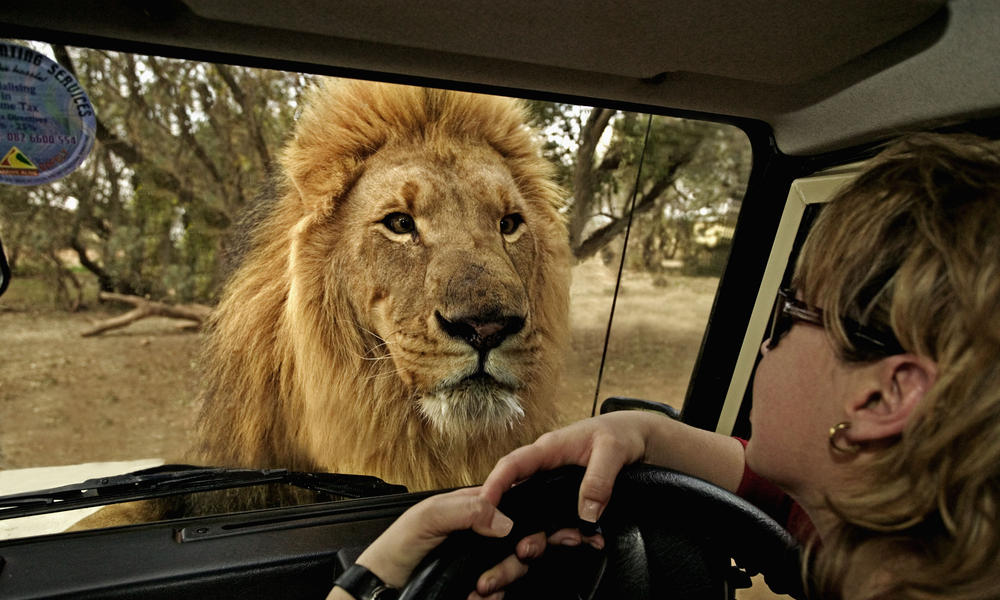 Safaris South Africa 91