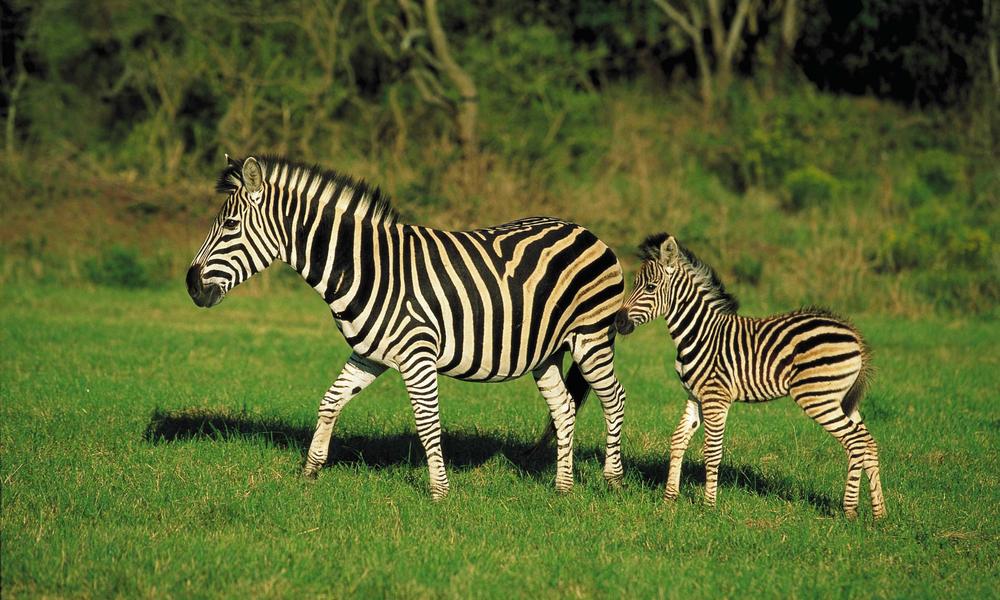 Zebra