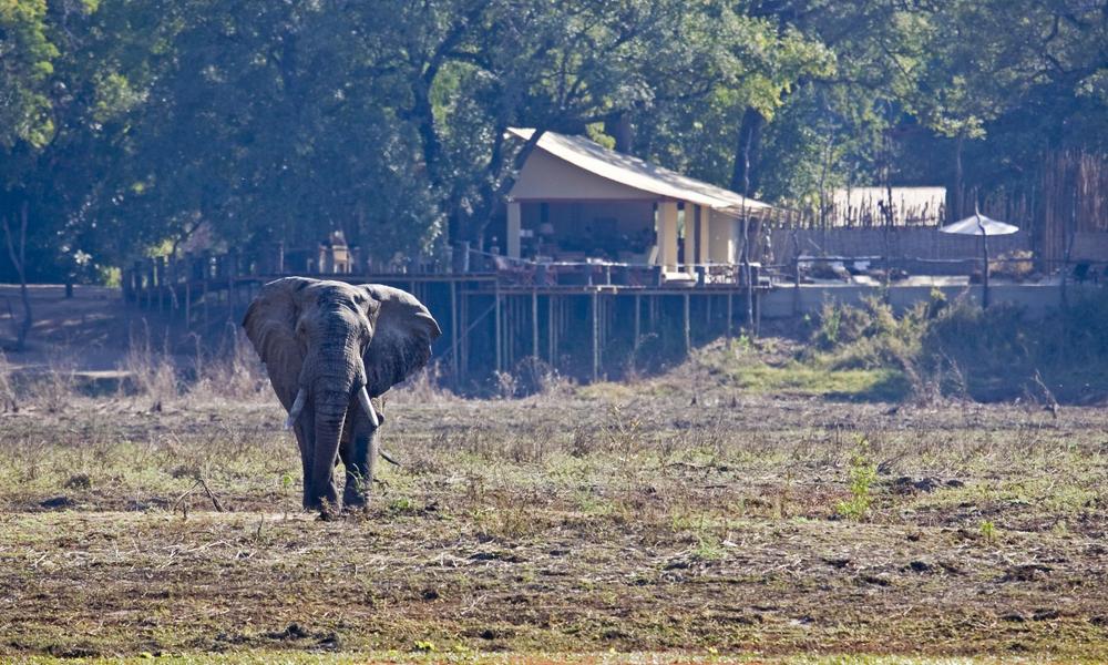 Elephant at Kalamu