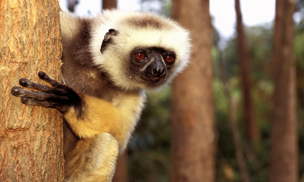 Diademed Sifaka