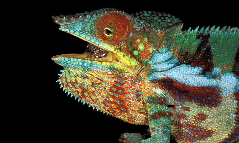 Panther Chameleon