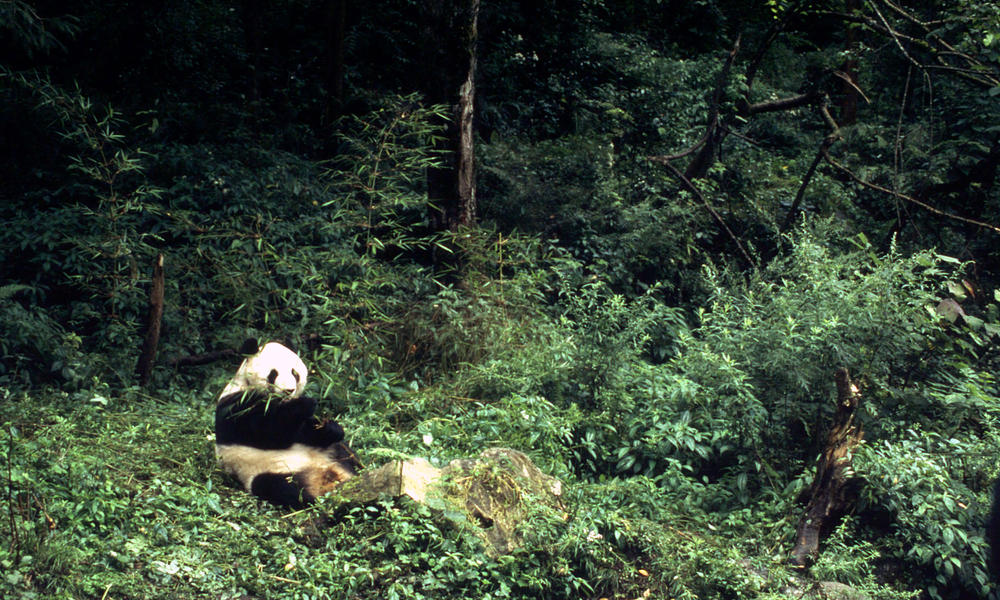 Wild Panda