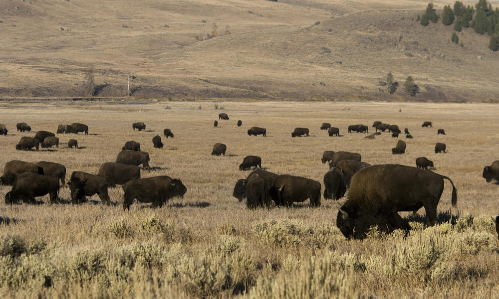 Bison Summer