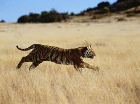 Indian tiger