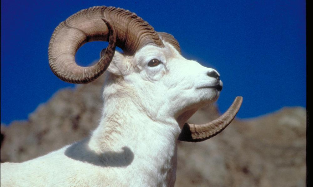 Ram