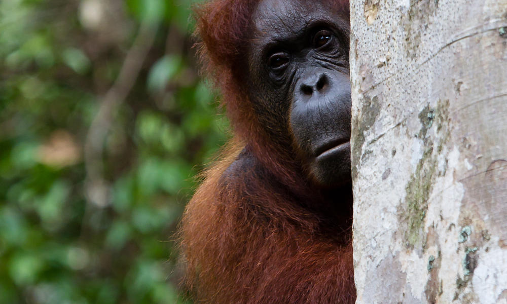 Orangutan