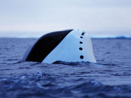 Bowhead whale