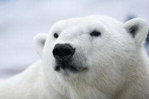 Polar bear