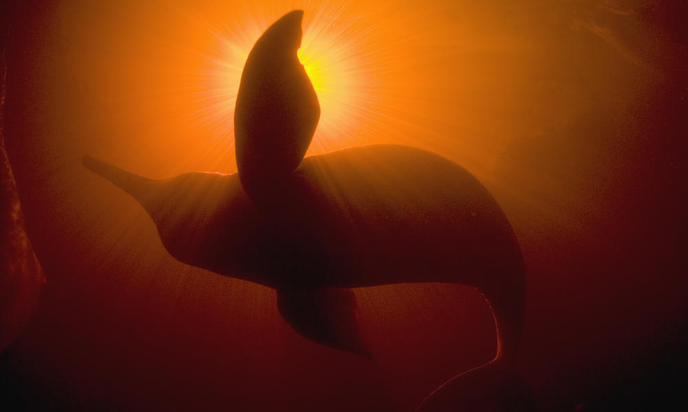 Amazon river dolphin