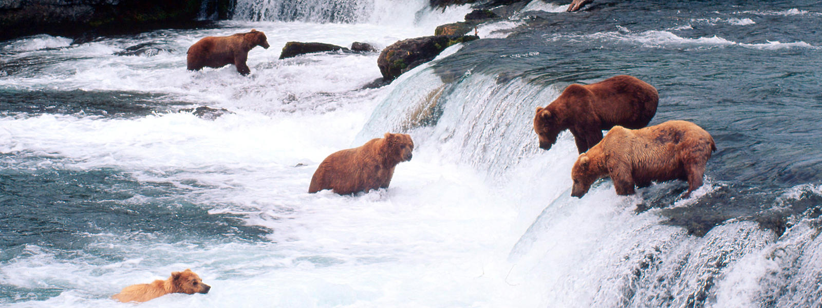 an overview of the brown bear I use brown bear, brown bear, what do you see to help students learn to read by recognizing repetitive text and rhythm grade k-2 duratio n 2 class. an overview of the brown bear I use brown bear, brown bear, what do you see to help students learn to read by recognizing repetitive text and rhythm grade k-2 duratio n 2 class.
