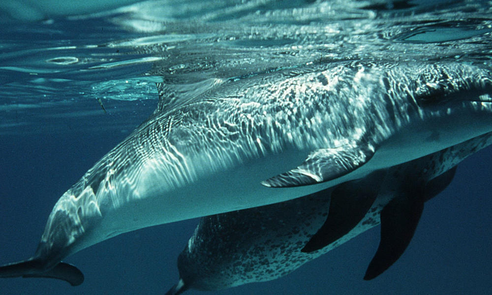 Dolphins