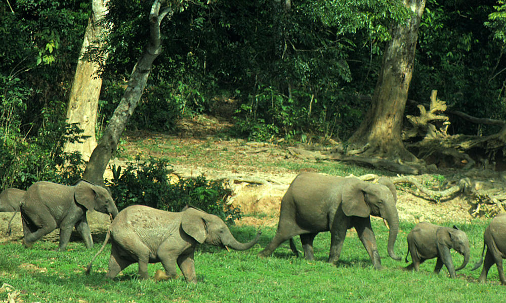 African Forest Elephant Species Wwf