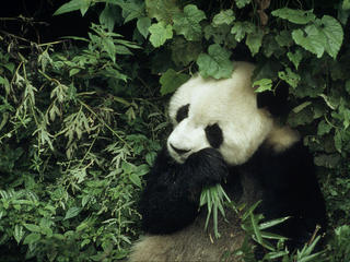 Ailuropoda melanoleuca Giant panda 6 year old male eating bamboo Wolong Research Centre, China Project number: CN0022 Project number: CN0005