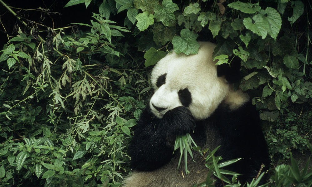 Peppers Help Pandas in China’s Sichuan Province | Stories | WWF