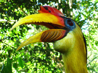 Wrinkled hornbills are often found on the banks of the Kapuas River.