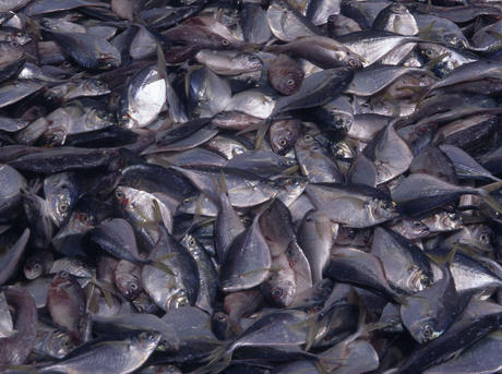 Overfishing