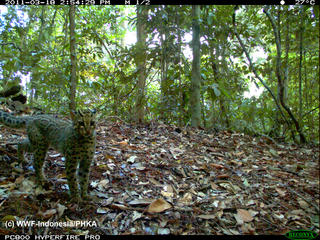 WWF is working hard to identify and document the amazing biodiversity of this region, including species such as this marbled cat, in order to help ensure that this area is appreciated and protected.