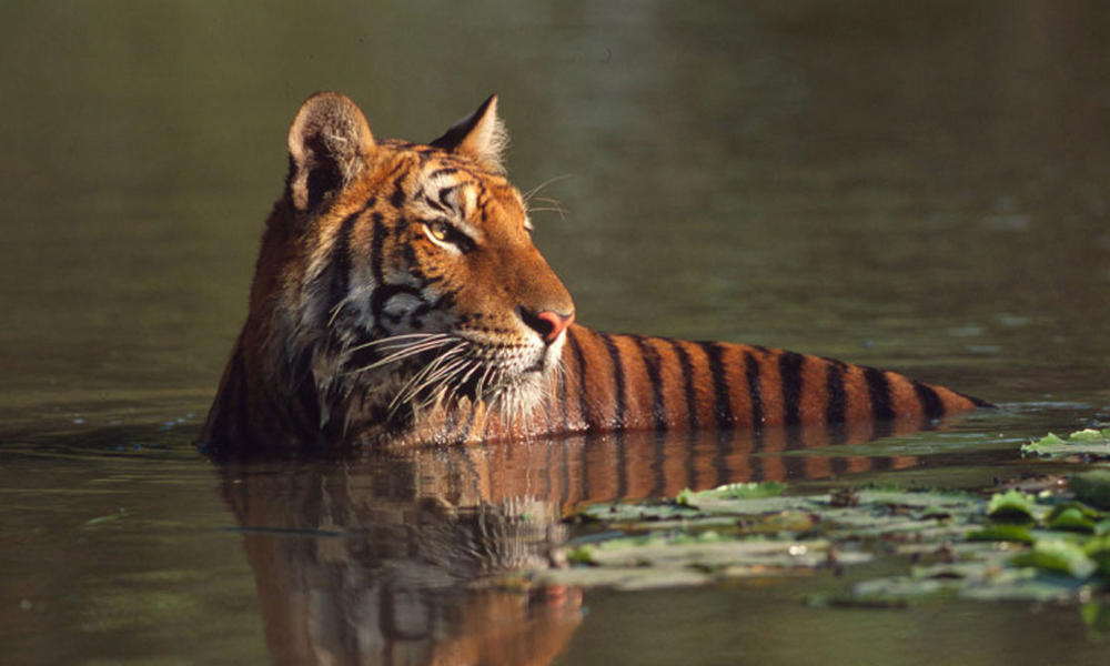 Tiger_08.23.2012_help