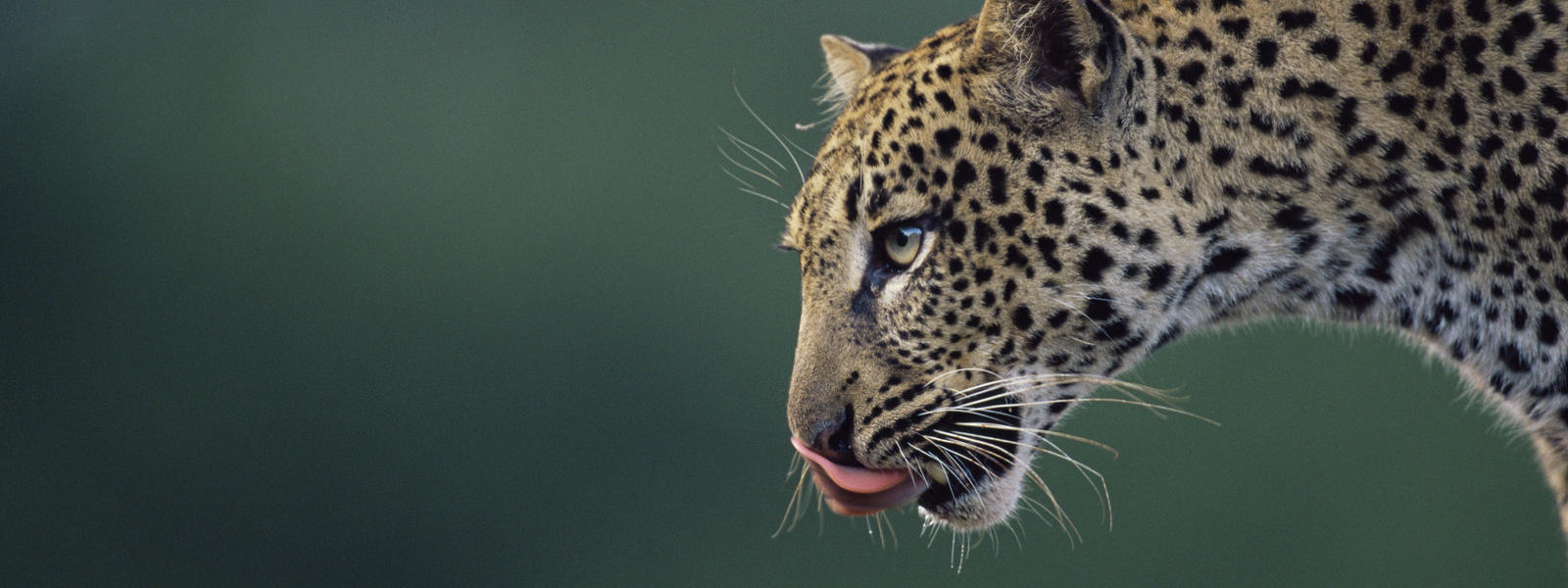 amur-leopard.jpeg
