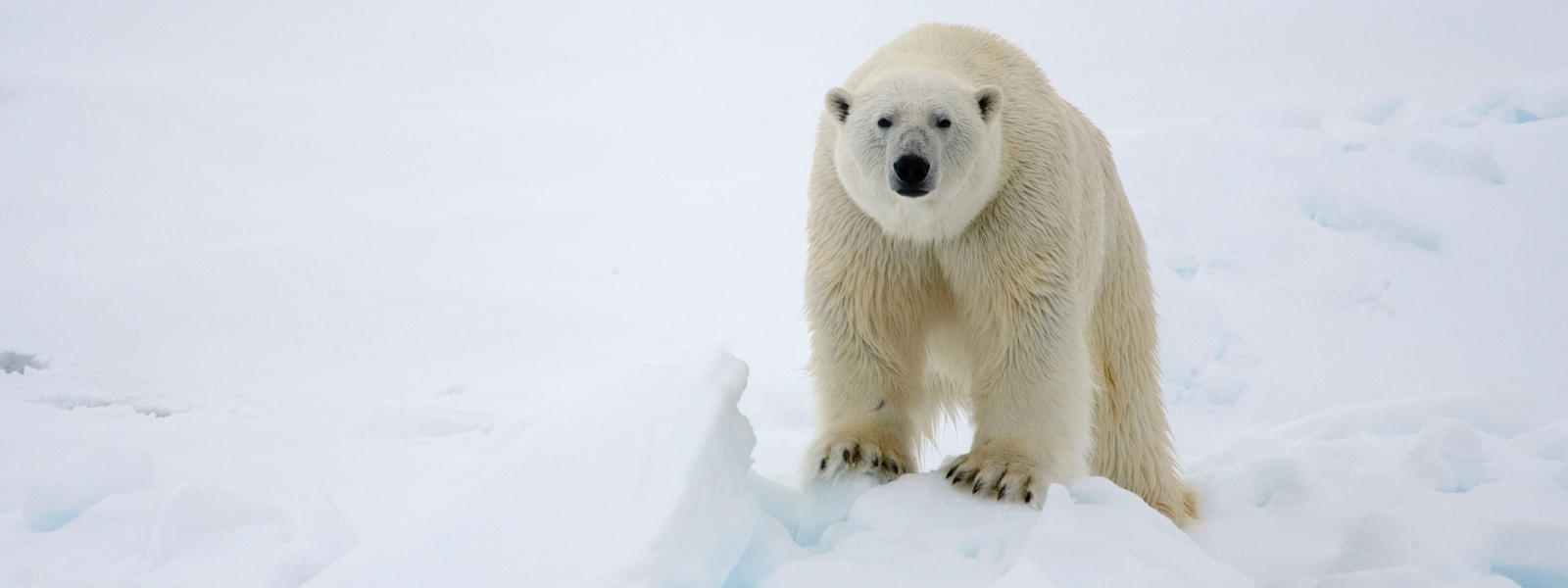 Polar Bear | Species | WWF