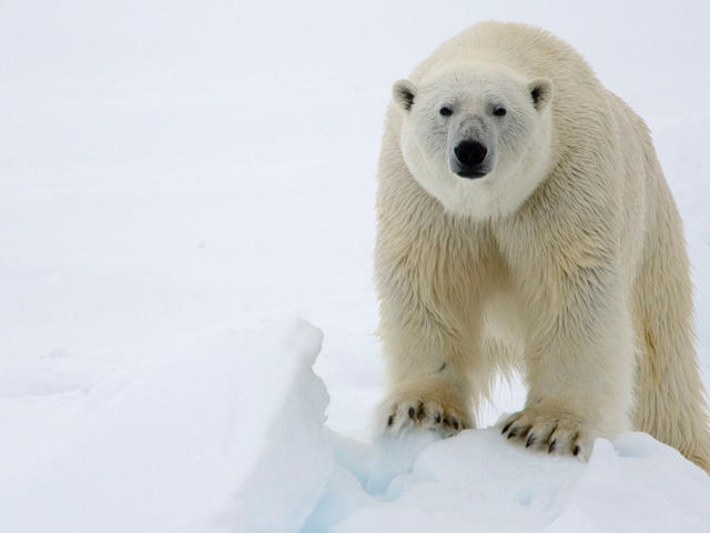 Image Polar Bear