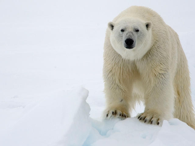 [Image: polar-bear-hero.jpg?1345901694]