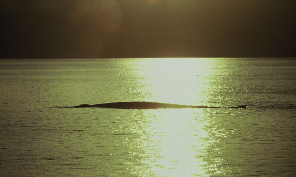 Blue whale at sunset