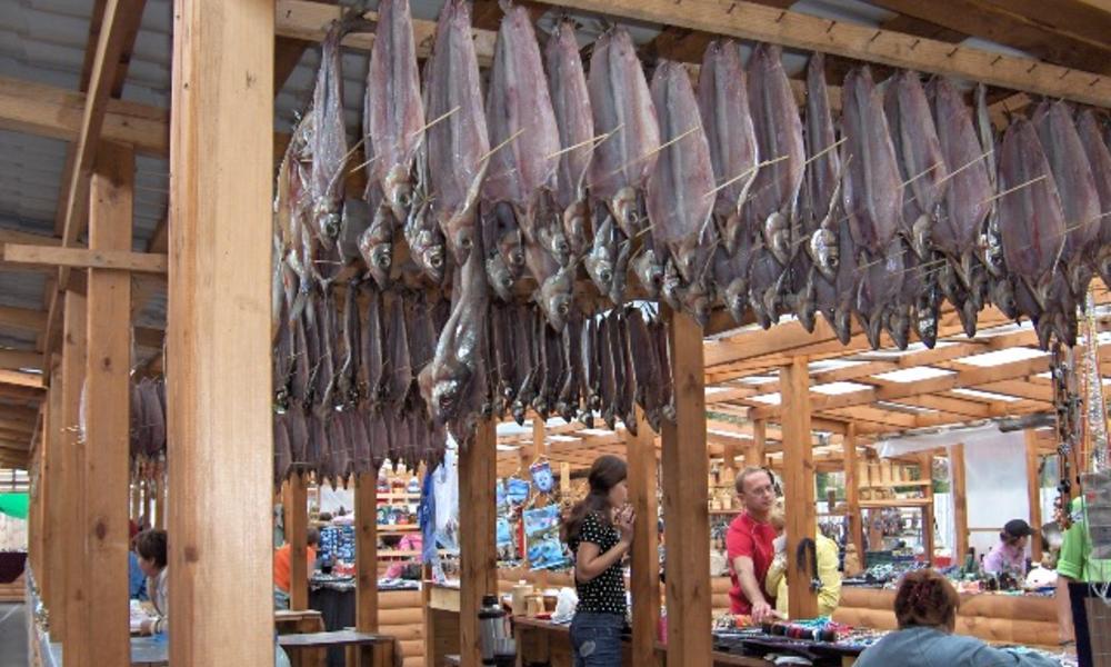 Dead Kamchatka salmon in a fishery