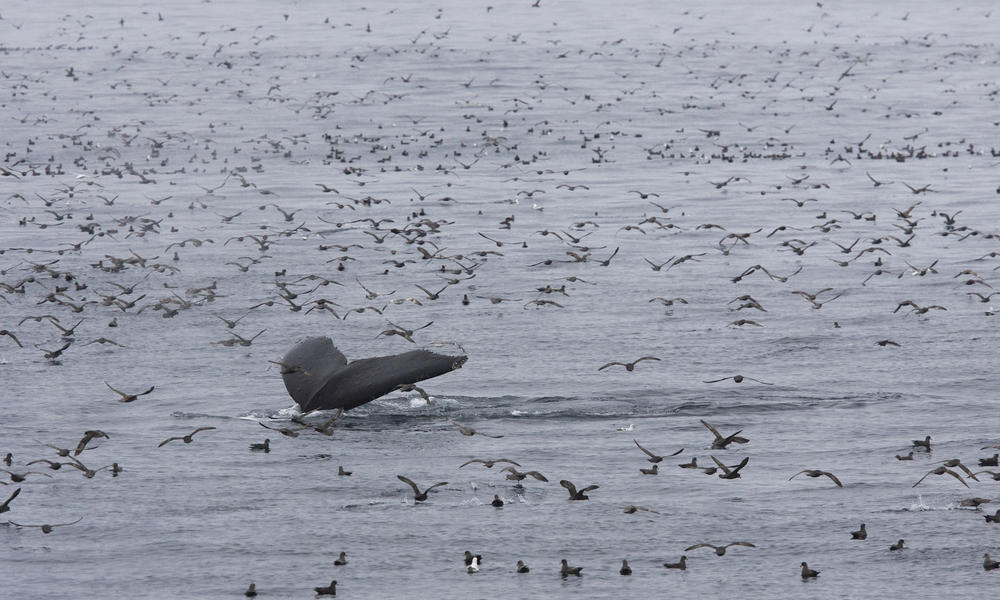 Northern fulmars