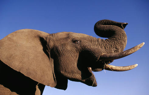 African elephant