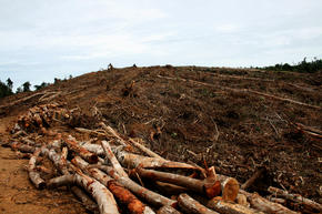 deforestation_sumatra_GPN247796_threats