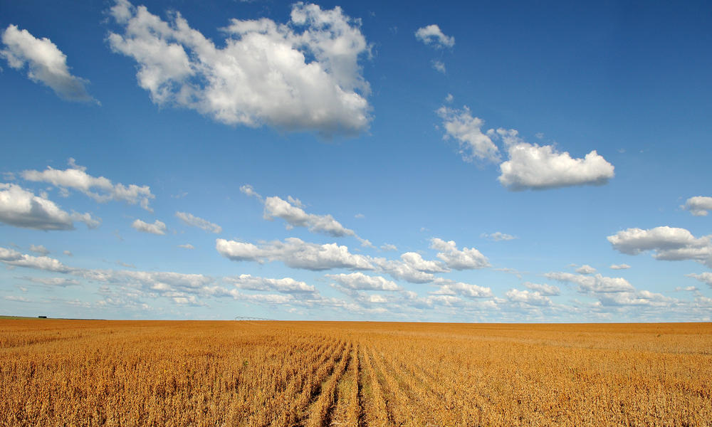 SoyField_258926_Industries