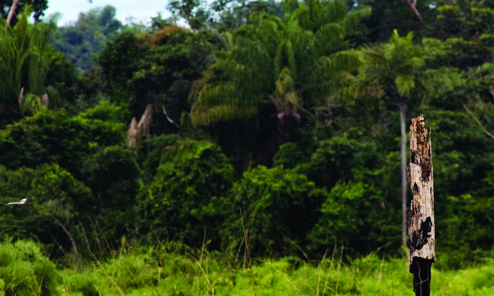 Cattle in pasture and forest, Alta Floresta, Brazil