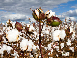 Cotton bolls in field