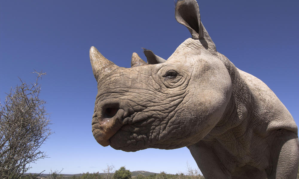 Black_rhino_GPN257587_Species | Photos | WWF