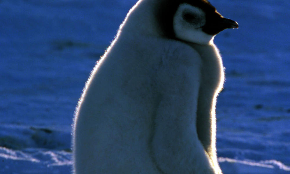 Penguin