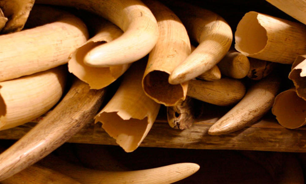 Elephant tusks stored away under extreme security measures in the ivory stock pile of the Kruger National Park, South Africa.
